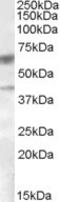 Diacylglycerol O-Acyltransferase 2 antibody, LS-B3974, Lifespan Biosciences, Western Blot image 