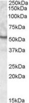 Unc-5 Family C-Terminal Like antibody, TA305863, Origene, Western Blot image 