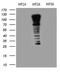 HIF-2-alpha antibody, LS-C789323, Lifespan Biosciences, Western Blot image 
