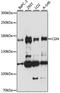 Cingulin antibody, A15489, ABclonal Technology, Western Blot image 