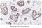 Protein Phosphatase, Mg2+/Mn2+ Dependent 1G antibody, MBS200103, MyBioSource, Immunohistochemistry paraffin image 