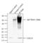 C-X-C Motif Chemokine Ligand 5 antibody, 710010, Invitrogen Antibodies, Immunoprecipitation image 