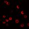 CASK Interacting Protein 2 antibody, GTX31467, GeneTex, Immunofluorescence image 