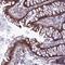 Adiponectin Receptor 2 antibody, PA5-60488, Invitrogen Antibodies, Immunohistochemistry paraffin image 