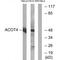 Acyl-CoA Thioesterase 4 antibody, A11674, Boster Biological Technology, Western Blot image 