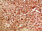 Autophagy Related 7 antibody, STJ98932, St John