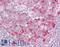 Teashirt Zinc Finger Homeobox 1 antibody, LS-B8804, Lifespan Biosciences, Immunohistochemistry frozen image 