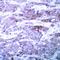 BCL2 Associated Agonist Of Cell Death antibody, 79-300, ProSci, Immunohistochemistry frozen image 