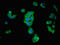 Sodium/potassium-transporting ATPase subunit beta-1 antibody, LS-C671148, Lifespan Biosciences, Immunofluorescence image 