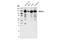 NEDD9-interacting protein with calponin homology and LIM domains antibody, 41112S, Cell Signaling Technology, Western Blot image 