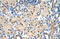 Transcriptional activator Myb antibody, 28-907, ProSci, Immunohistochemistry paraffin image 