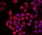 COCH antibody, FNab01824, FineTest, Immunofluorescence image 