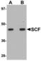 Stem cell factor antibody, TA306779, Origene, Western Blot image 