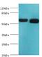 Aldehyde Dehydrogenase 1 Family Member A2 antibody, LS-C375181, Lifespan Biosciences, Western Blot image 