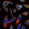 Emerin antibody, NBP2-52877, Novus Biologicals, Immunofluorescence image 