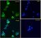 COP9 Signalosome Subunit 3 antibody, 42-405, ProSci, Western Blot image 