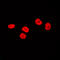 SRY-Box 9 antibody, LS-C368527, Lifespan Biosciences, Immunofluorescence image 