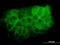 Mitogen-Activated Protein Kinase 13 antibody, orb94749, Biorbyt, Immunofluorescence image 