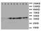 CRK Like Proto-Oncogene, Adaptor Protein antibody, LS-C312949, Lifespan Biosciences, Western Blot image 
