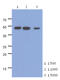 Enolase 2 antibody, LS-C200856, Lifespan Biosciences, Western Blot image 