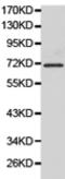 Transcription Factor 4 antibody, TA323304, Origene, Western Blot image 