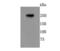 Glutamate Metabotropic Receptor 1 antibody, A03049-3, Boster Biological Technology, Western Blot image 