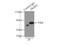 FKBP Prolyl Isomerase 4 antibody, 10655-1-AP, Proteintech Group, Immunoprecipitation image 