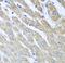 Alpha-(1,3)-fucosyltransferase antibody, FNab03249, FineTest, Immunohistochemistry frozen image 