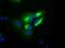 Transferrin antibody, NBP2-02264, Novus Biologicals, Immunofluorescence image 
