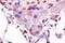 MAFA antibody, GTX17446, GeneTex, Immunohistochemistry paraffin image 