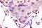 MAF BZIP Transcription Factor A antibody, GTX17446, GeneTex, Immunohistochemistry paraffin image 