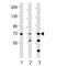 Spleen Associated Tyrosine Kinase antibody, F42445-0.4ML, NSJ Bioreagents, Western Blot image 