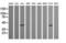 Parvin Alpha antibody, LS-C797707, Lifespan Biosciences, Western Blot image 