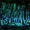 Calcium Sensing Receptor antibody, GTX19347, GeneTex, Immunohistochemistry frozen image 