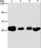 Apoptosis inhibitor 5 antibody, LS-C406134, Lifespan Biosciences, Western Blot image 