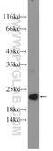 CCHC-Type Zinc Finger Nucleic Acid Binding Protein antibody, 14717-1-AP, Proteintech Group, Western Blot image 