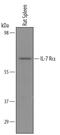 Interleukin 7 Receptor antibody, AF5607, R&D Systems, Western Blot image 