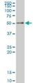 Retinoid X Receptor Alpha antibody, H00006256-M07, Novus Biologicals, Western Blot image 