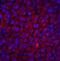 RING1 and YY1-binding protein antibody, 2227, QED Bioscience, Immunofluorescence image 