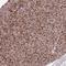 Torsin 1A Interacting Protein 1 antibody, NBP2-47403, Novus Biologicals, Immunohistochemistry frozen image 