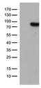 Pre-mRNA-splicing factor SLU7 antibody, LS-C798859, Lifespan Biosciences, Western Blot image 