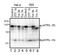 Activating Transcription Factor 6 antibody, ab122897, Abcam, Western Blot image 