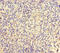 Fibroblast Growth Factor 13 antibody, CSB-PA008619LA01HU, Cusabio, Immunohistochemistry paraffin image 