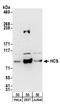 Holocarboxylase Synthetase antibody, A304-261A, Bethyl Labs, Western Blot image 