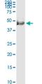 F-Box And Leucine Rich Repeat Protein 20 antibody, H00084961-M03, Novus Biologicals, Western Blot image 