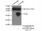 Ring Finger Protein 144B antibody, 26306-1-AP, Proteintech Group, Immunoprecipitation image 