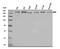 Ubiquitin thiolesterase FAF-X antibody, A02594-1, Boster Biological Technology, Western Blot image 