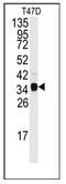 Nucleophosmin 1 antibody, AP12488PU-N, Origene, Western Blot image 