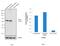 Polo Like Kinase 1 antibody, MA1-848, Invitrogen Antibodies, Western Blot image 