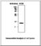 Synuclein Gamma antibody, LS-B7908, Lifespan Biosciences, Western Blot image 